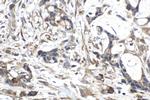 FSTL3 Antibody in Immunohistochemistry (Paraffin) (IHC (P))