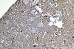 FSTL3 Antibody in Immunohistochemistry (Paraffin) (IHC (P))