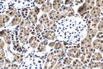 FSTL3 Antibody in Immunohistochemistry (Paraffin) (IHC (P))