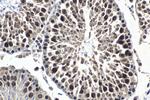 FSTL3 Antibody in Immunohistochemistry (Paraffin) (IHC (P))