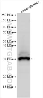 FSTL3 Antibody in Western Blot (WB)