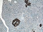 PCSK1 Antibody in Immunohistochemistry (Paraffin) (IHC (P))