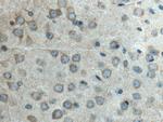 HTR5A Antibody in Immunohistochemistry (Paraffin) (IHC (P))