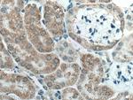 GPR4 Antibody in Immunohistochemistry (Paraffin) (IHC (P))