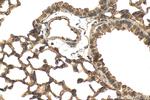 GPR4 Antibody in Immunohistochemistry (Paraffin) (IHC (P))