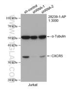 CXCR5 Antibody in Western Blot (WB)