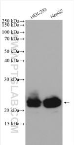 RAB43 Antibody in Western Blot (WB)