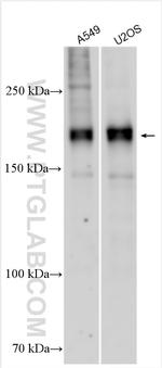 GLI2 Antibody in Western Blot (WB)