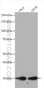 TMEM192 Antibody in Western Blot (WB)