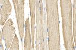 Calmodulin 1/2/3 Antibody in Immunohistochemistry (Paraffin) (IHC (P))