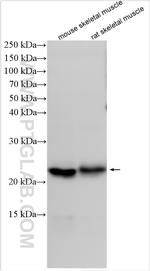 Calmodulin 1/2/3 Antibody in Western Blot (WB)
