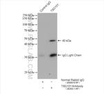 TSG101 Antibody in Immunoprecipitation (IP)