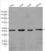 TSG101 Antibody in Western Blot (WB)