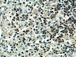 PTPRCAP Antibody in Immunohistochemistry (Paraffin) (IHC (P))