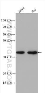 PTPRCAP Antibody in Western Blot (WB)