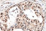 IPO7 Antibody in Immunohistochemistry (Paraffin) (IHC (P))
