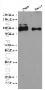 CD180 Antibody in Western Blot (WB)