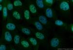 RBM48 Antibody in Immunocytochemistry (ICC/IF)