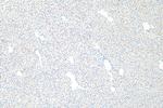 LYVE1 Antibody in Immunohistochemistry (Paraffin) (IHC (P))