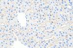 LYVE1 Antibody in Immunohistochemistry (Paraffin) (IHC (P))