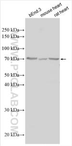 LYVE1 Antibody in Western Blot (WB)