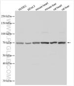 LYVE1 Antibody in Western Blot (WB)