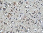 GIPR Antibody in Immunohistochemistry (Paraffin) (IHC (P))