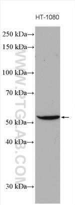 GIPR Antibody in Western Blot (WB)