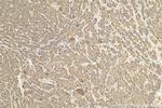 RALGAPB Antibody in Immunohistochemistry (Paraffin) (IHC (P))