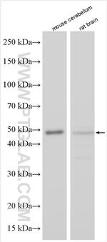 GFRAL Antibody in Western Blot (WB)