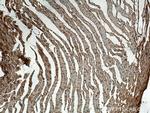MFN2 Antibody in Immunohistochemistry (Paraffin) (IHC (P))