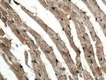 MFN2 Antibody in Immunohistochemistry (Paraffin) (IHC (P))