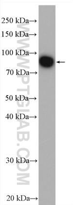MFN2 Antibody in Western Blot (WB)