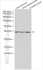 GDF1 Antibody in Western Blot (WB)