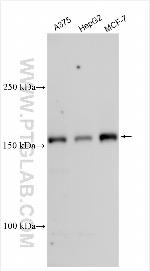 KDM5B Antibody in Western Blot (WB)