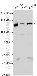 Integrin alpha-9 Antibody in Western Blot (WB)