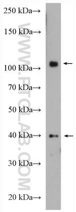 MTBP Antibody in Western Blot (WB)