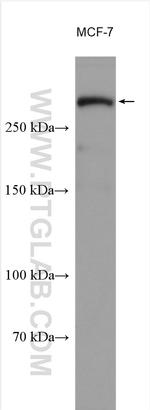 WNK1 Antibody in Western Blot (WB)