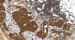 UNC93B1 Antibody in Immunohistochemistry (Paraffin) (IHC (P))