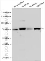 UNC93B1 Antibody in Western Blot (WB)