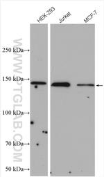 PLCG1 Antibody in Western Blot (WB)