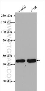MAEA Antibody in Western Blot (WB)