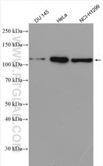 BOP1 Antibody in Western Blot (WB)
