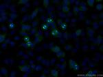 AURKA Antibody in Immunocytochemistry (ICC/IF)