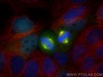 AURKA Antibody in Immunocytochemistry (ICC/IF)