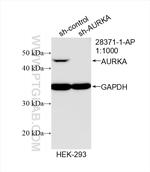 AURKA Antibody in Western Blot (WB)