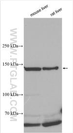 FNIP1 Antibody in Western Blot (WB)