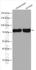 TRIM3 Antibody in Western Blot (WB)