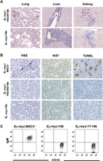 Mouse IgM Antibody in Flow Cytometry (Flow)