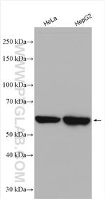 MSTO1 Antibody in Western Blot (WB)